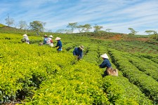 Плантация Плантация