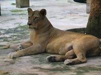 Зоопарк Зоопарк